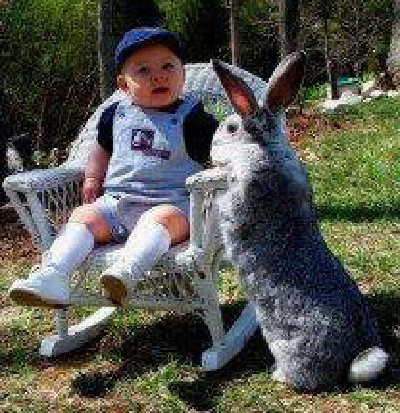 c-petit lapin-humourenvrac